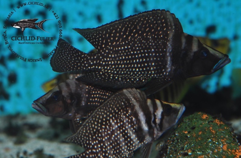 Altolamprologus calvus 'Mtoto'